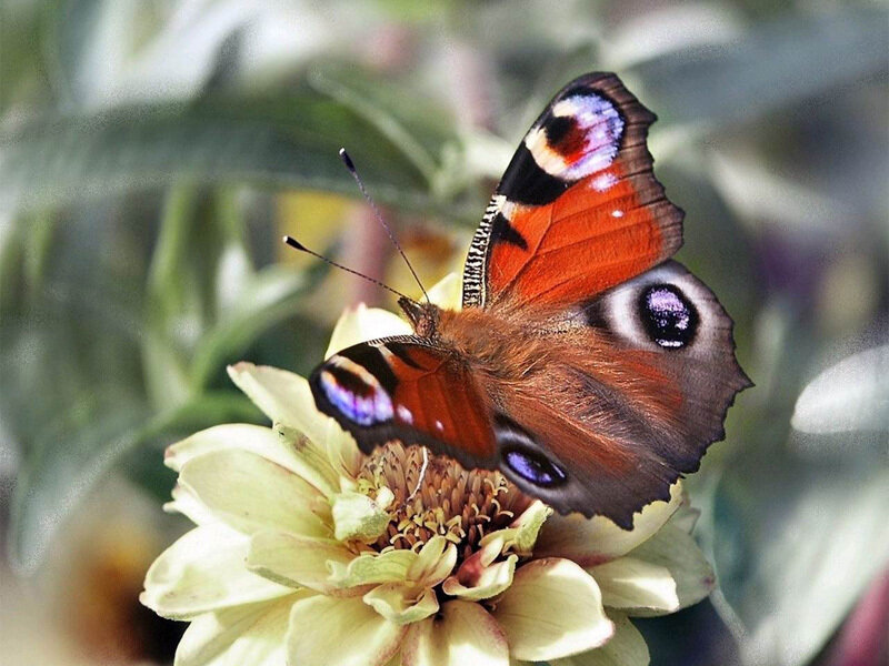 Peacock Butterfly on Flower — Brown