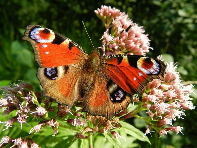 Peacock Butterfly on Flower — Orange, Calm, Afternoon, Photograph, Plant