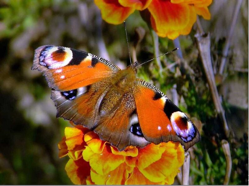 Peacock Butterfly on Flower — Orange, Calm, Afternoon, Photograph
