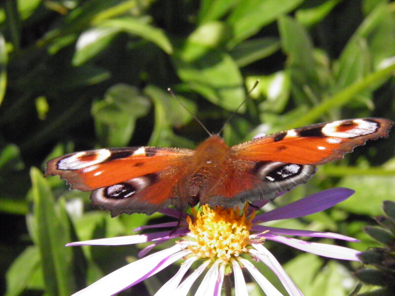 Peacock Butterfly on Flower — Orange, Calm, Afternoon