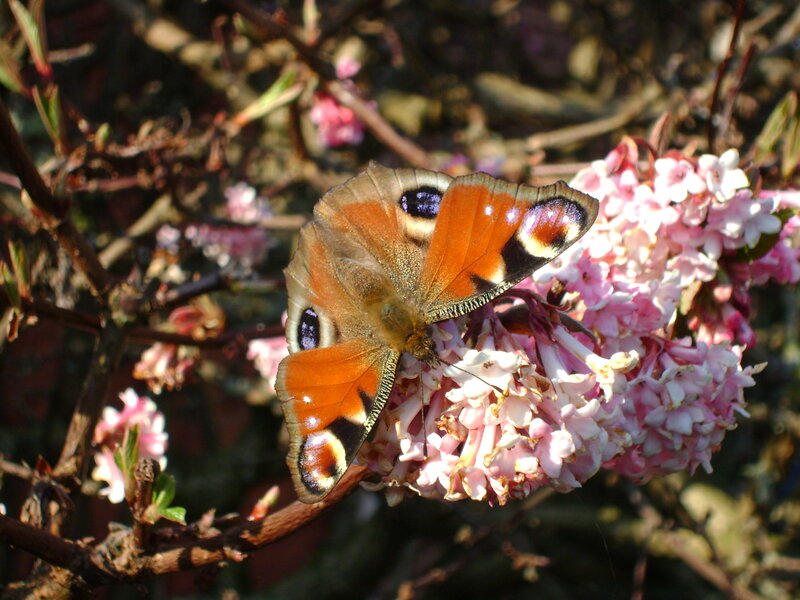 Peacock Butterfly on Flower — Orange, Calm, Spring