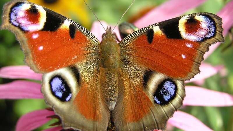 Peacock Butterfly on Flower — Orange, Calm, Summer, Photograph, Petals