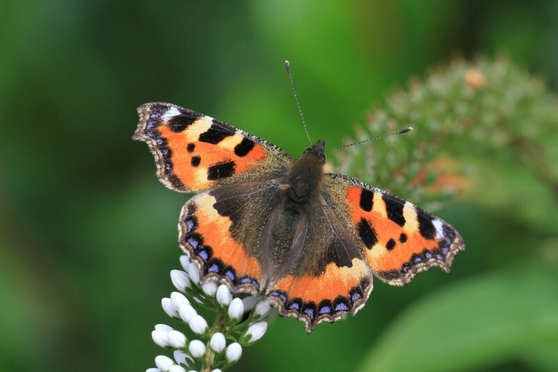Peacock Butterfly on Flower — Orange, Calm, Summer