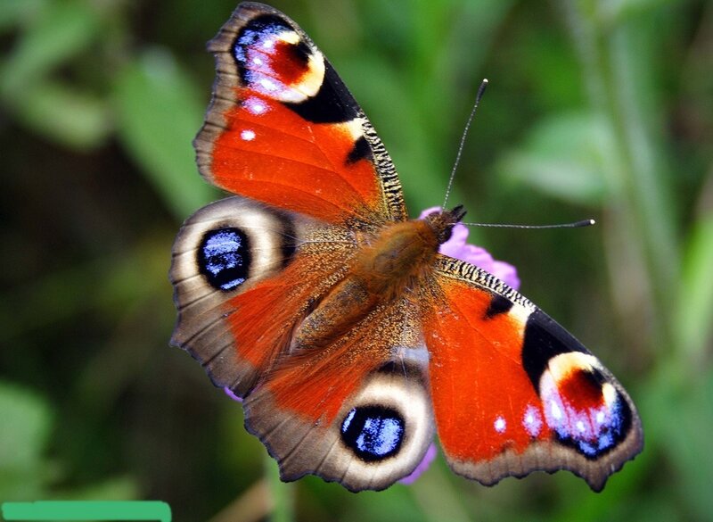 Peacock Butterfly on Flower — Orange, Calm