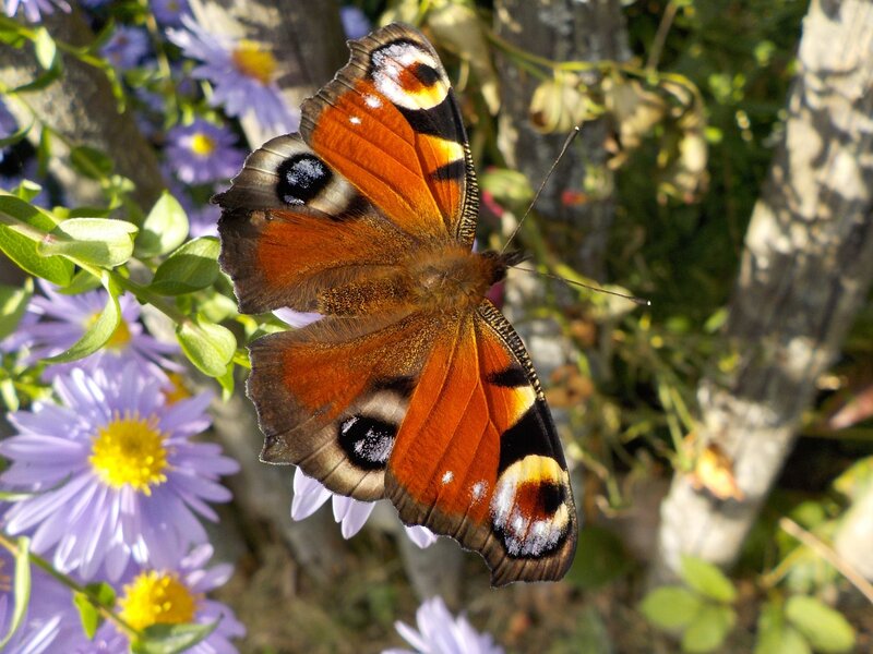 Peacock Butterfly on Flower — Orange, Natural, Afternoon, Photograph, Plant