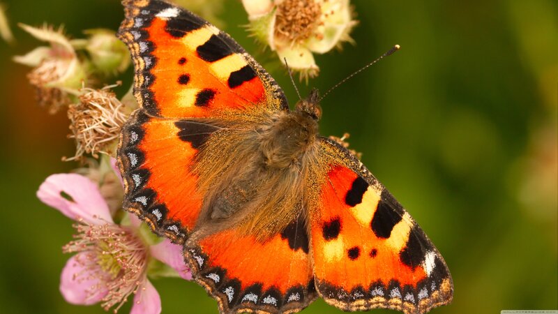 Peacock Butterfly on Flower — Orange, Natural, Afternoon, Photograph