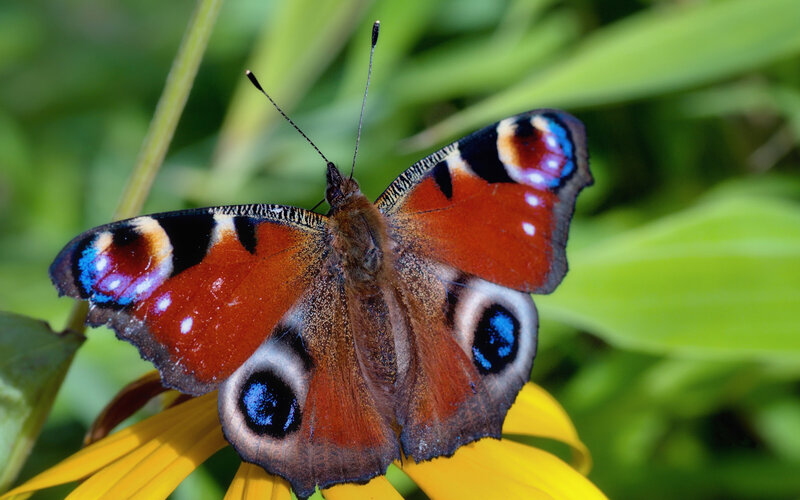 Peacock Butterfly on Flower — Orange, Natural, Afternoon