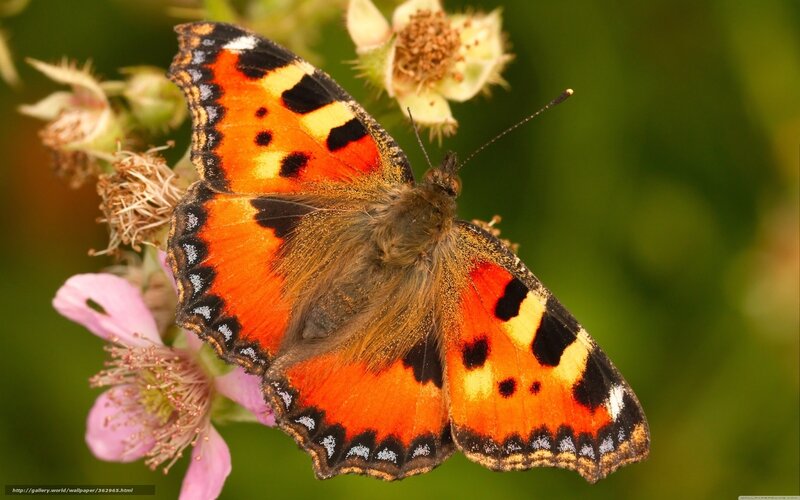 Peacock Butterfly on Flower — Orange, Natural, Summer