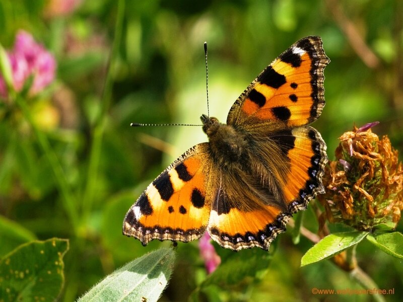 Peacock Butterfly on Flower — Orange, Natural