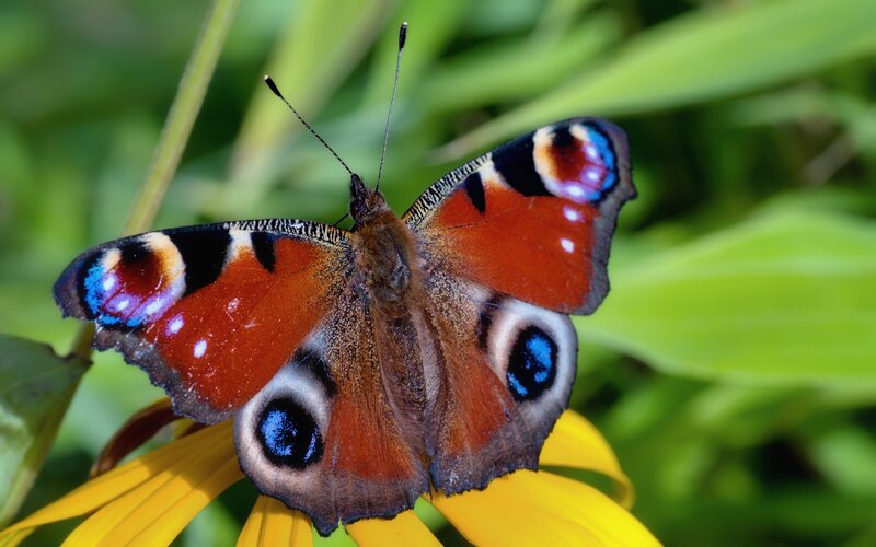 Peacock Butterfly on Flower — Orange
