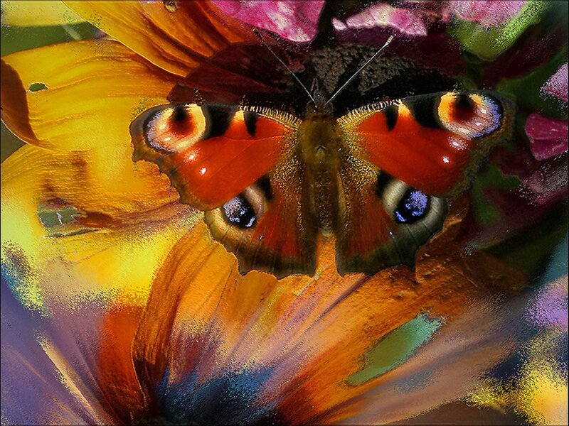 Peacock Butterfly on Flower — Orange, Vibrant