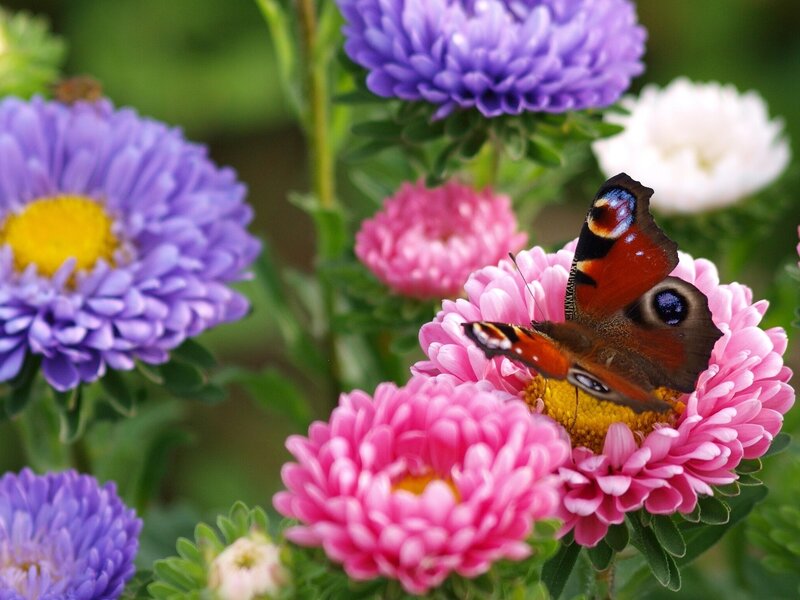 Peacock Butterfly on Flower — Pink, Calm, Afternoon, Photograph, Greenery