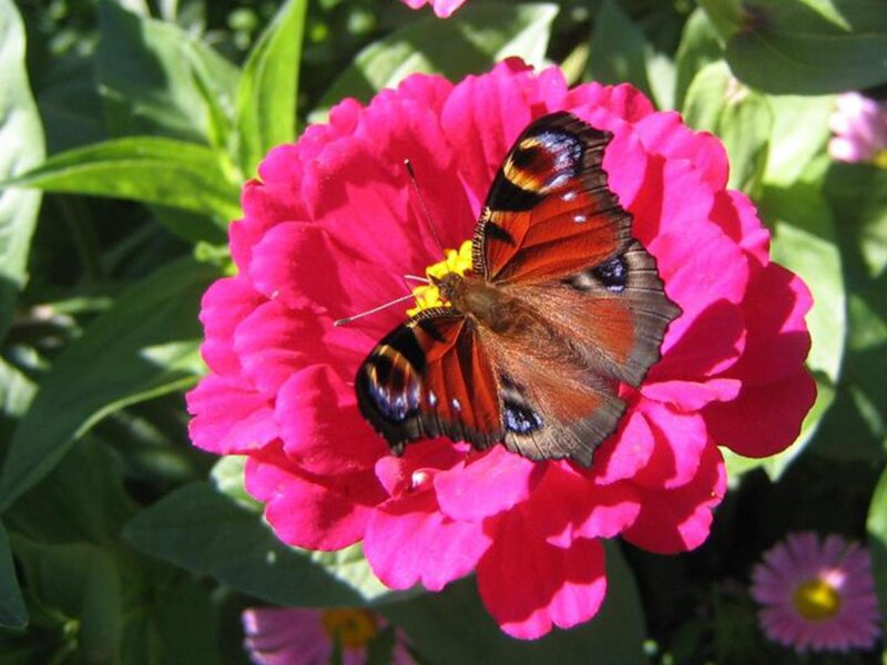 Peacock Butterfly on Flower — Pink, Calm, Afternoon, Photograph