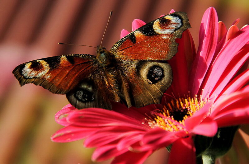 Peacock Butterfly on Flower — Pink, Calm, Afternoon