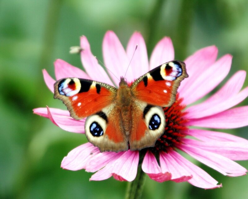 Peacock Butterfly on Flower — Pink, Calm, Summer, Photograph