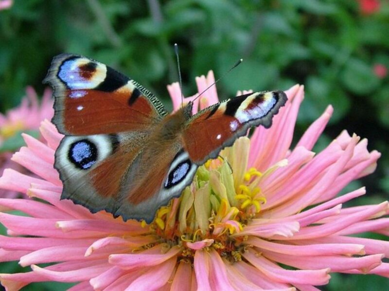 Peacock Butterfly on Flower — Pink, Calm, Summer
