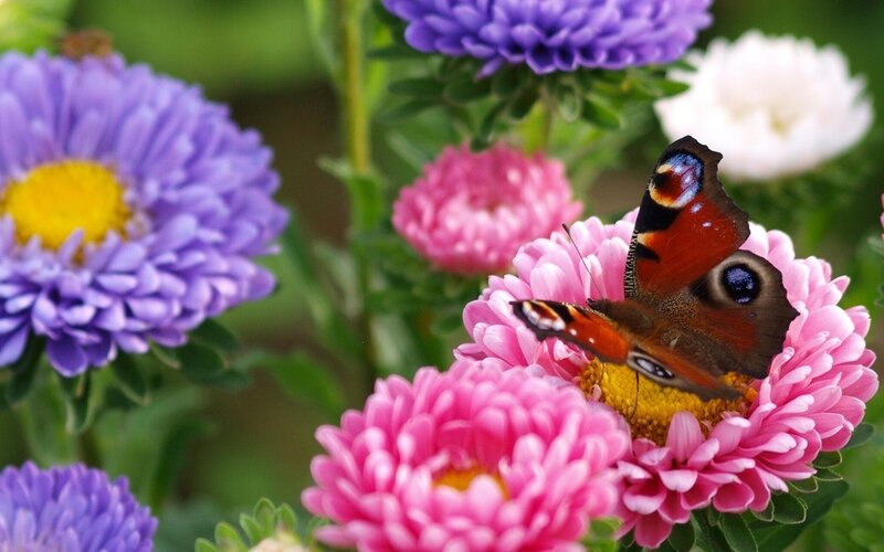 Peacock Butterfly on Flower — Pink, Serene, Summer