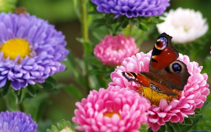 Peacock Butterfly on Flower — Pink, Serene