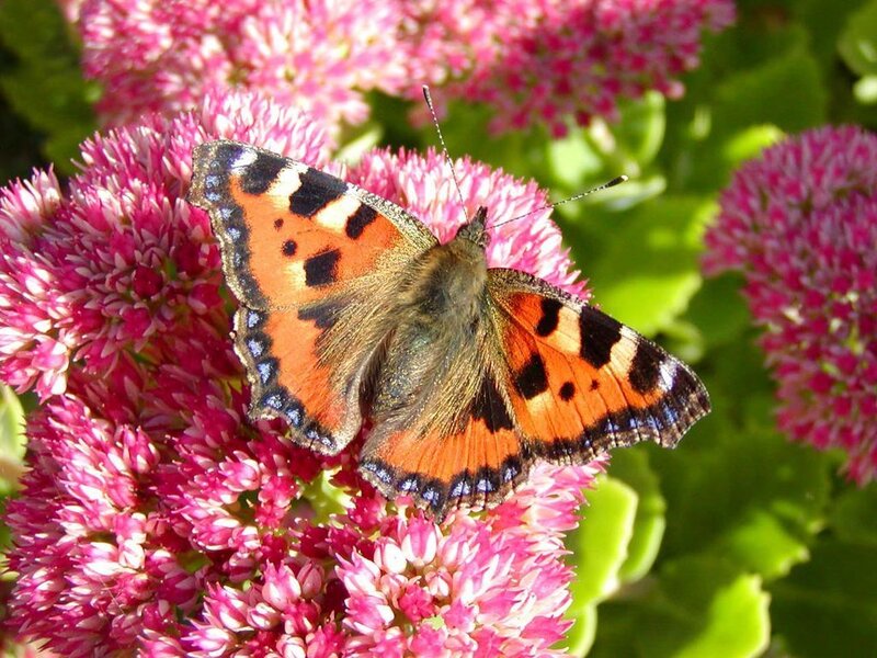 Peacock Butterfly on Flower — Pink
