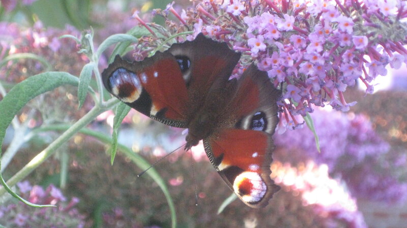 Peacock Butterfly on Flower — Purple, Calm, Afternoon, Photograph, Leaf