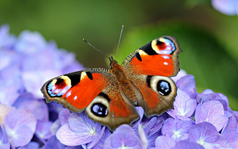Peacock Butterfly on Flower — Purple, Calm, Summer