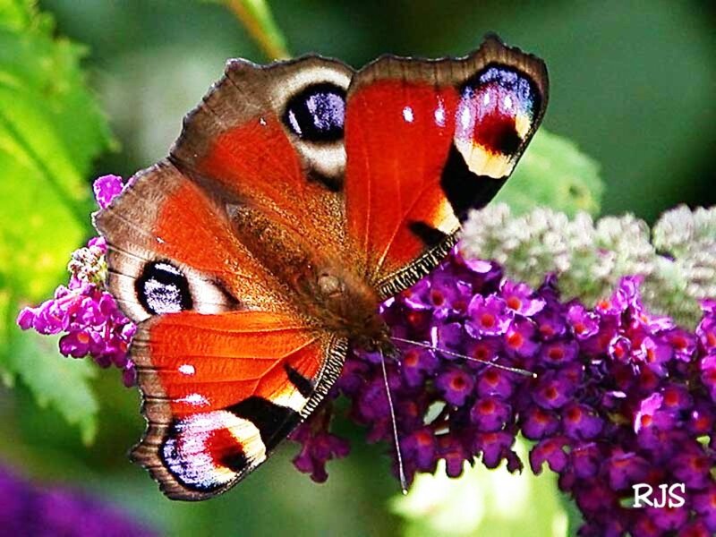 Peacock Butterfly on Flower — Purple, Calm
