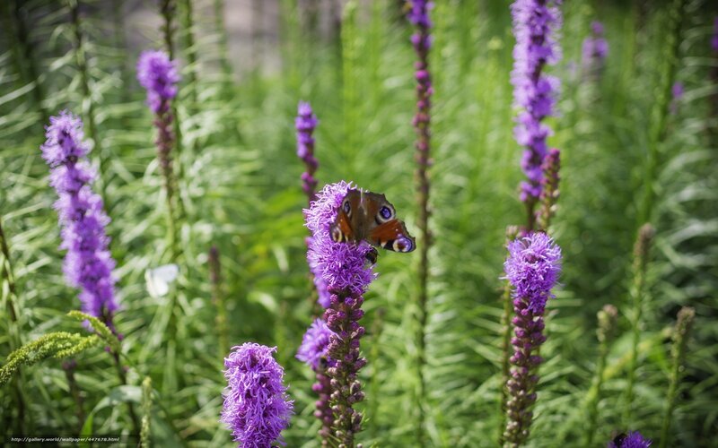 Peacock Butterfly on Flower — Purple, Serene, Afternoon, Photograph