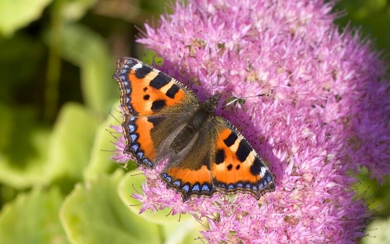 Peacock Butterfly on Flower — Purple
