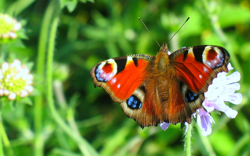 Peacock Butterfly on Flower — Red, Calm, Afternoon, Photograph