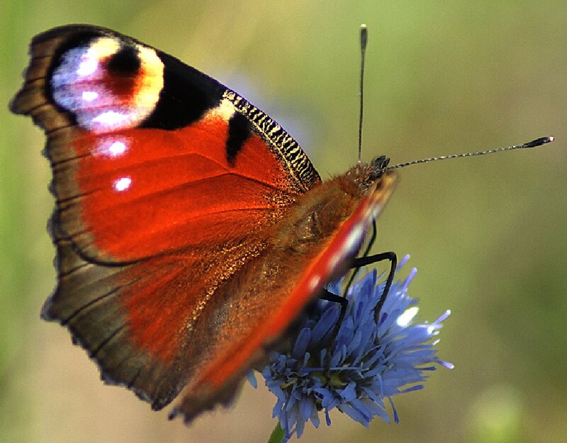 Peacock Butterfly on Flower — Red, Calm, Afternoon