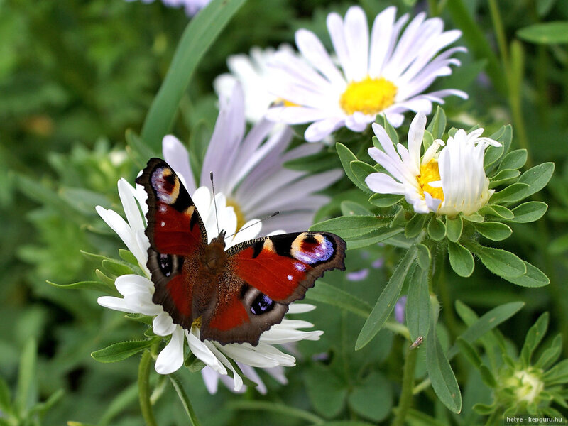 Peacock Butterfly on Flower — Red, Calm, Summer