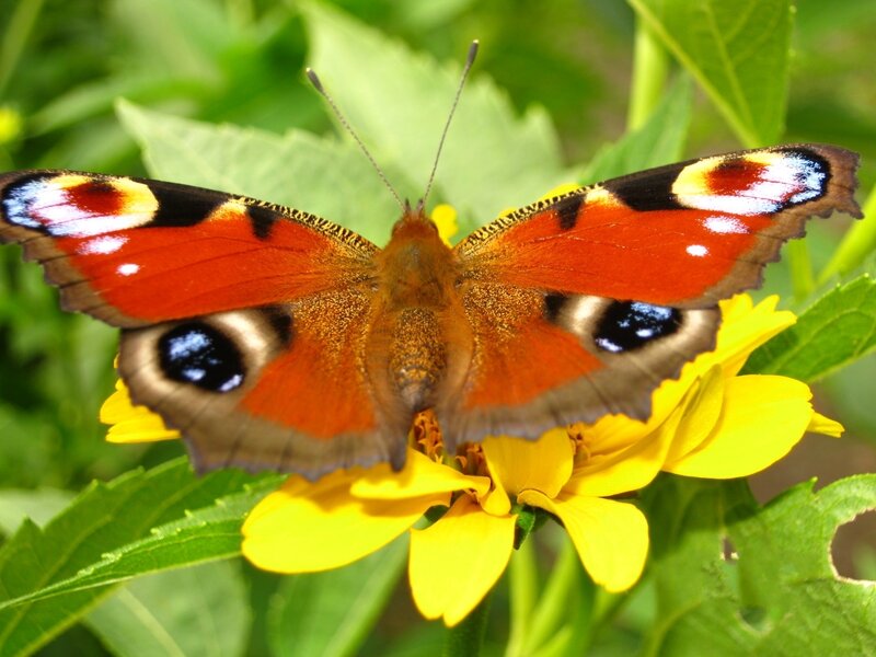 Peacock Butterfly on Flower — Red, Calm