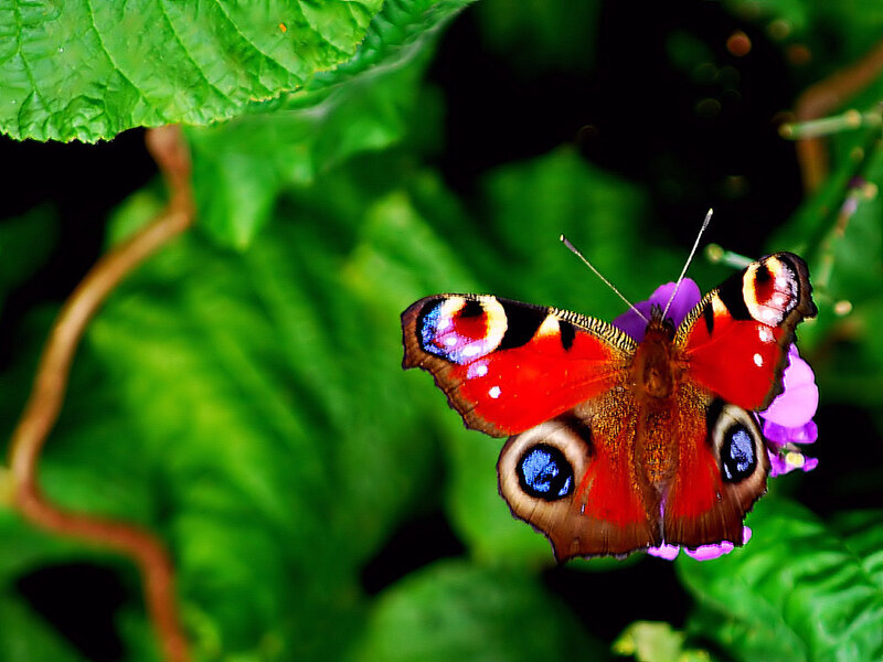 Peacock Butterfly on Flower — Red, Natural, Photograph
