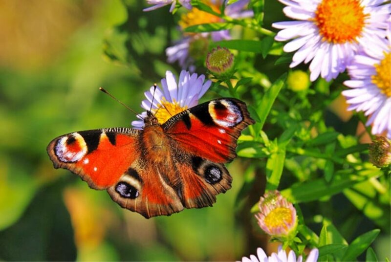 Peacock Butterfly on Flower — Red, Natural