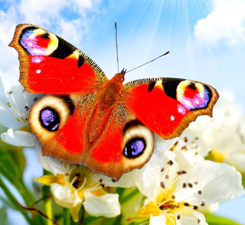 Peacock Butterfly on Flower — Red, Serene, Spring