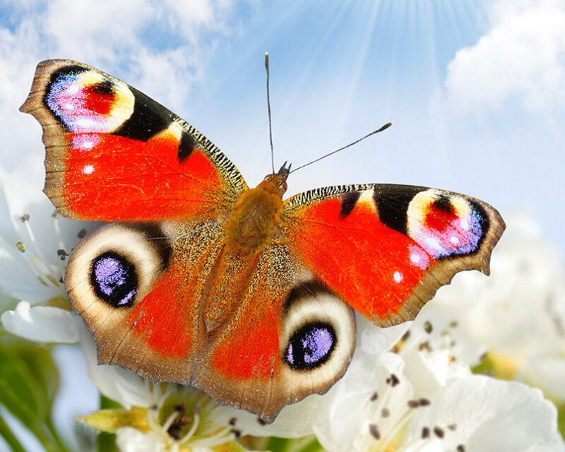 Peacock Butterfly on Flower — Red, Serene