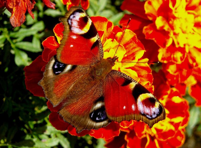 Peacock Butterfly on Flower — Red