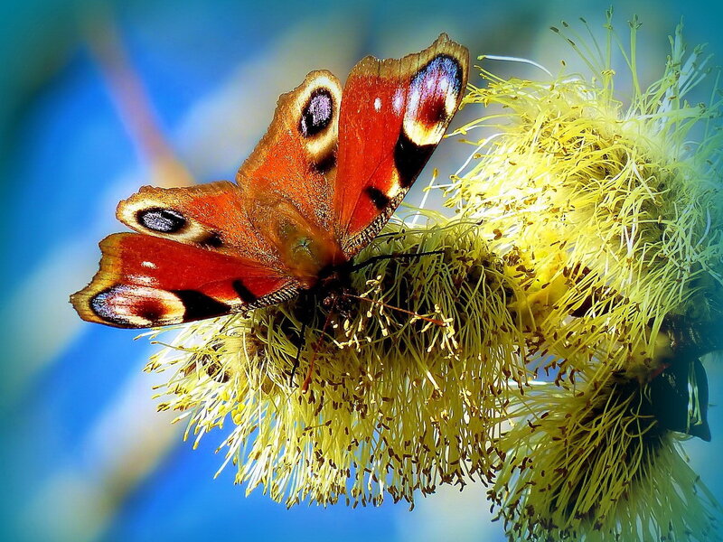 Peacock Butterfly on Flower — Red, Vibrant, Spring