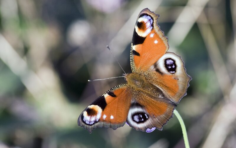 Peacock butterfly on flower