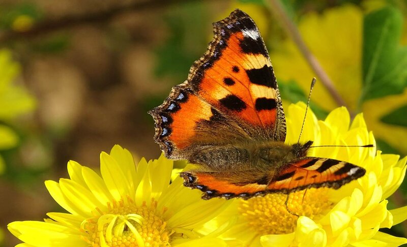 Peacock Butterfly on Flower — Yellow, Calm, Afternoon, Photograph