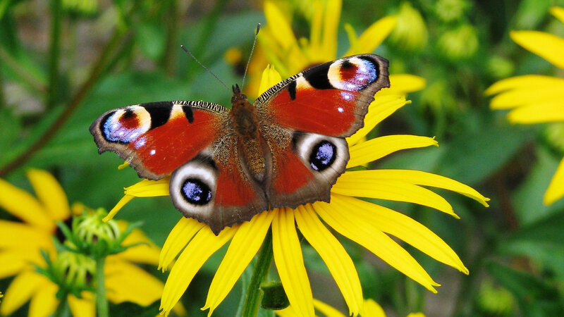 Peacock Butterfly on Flower — Yellow, Calm, Afternoon