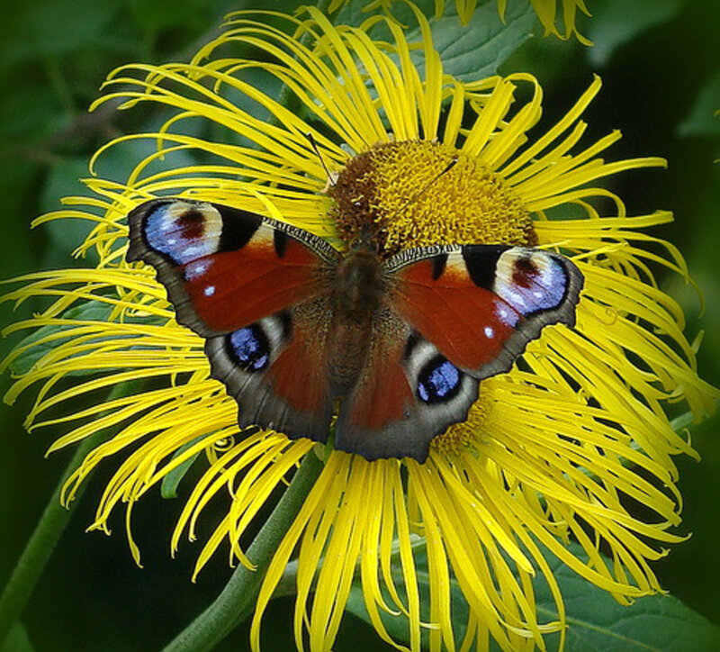 Peacock Butterfly on Flower — Yellow, Calm, Summer