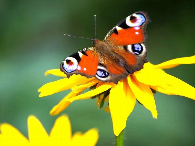 Peacock Butterfly on Flower — Yellow, Calm