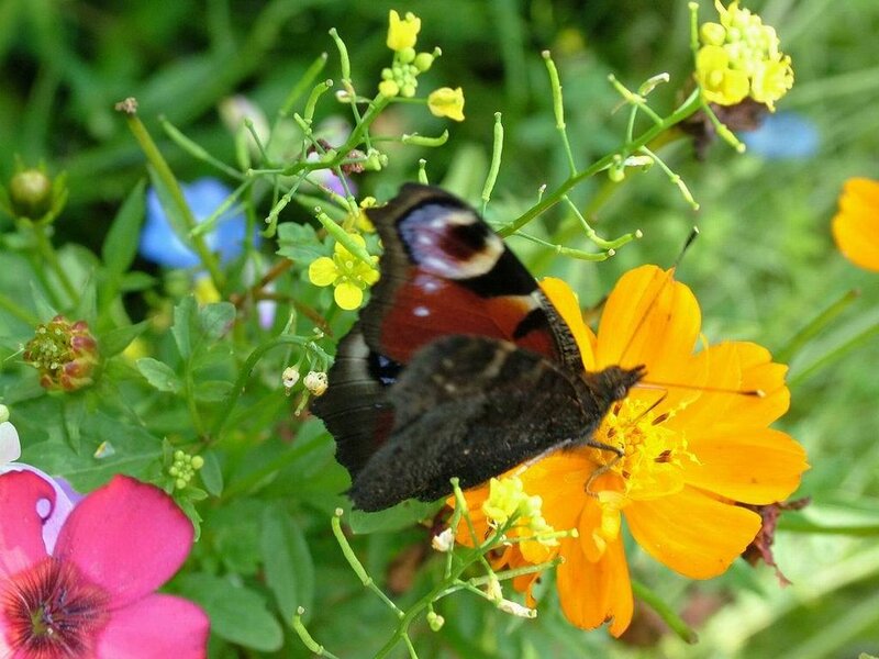 Peacock Butterfly on Flower — Yellow, Natural, Summer