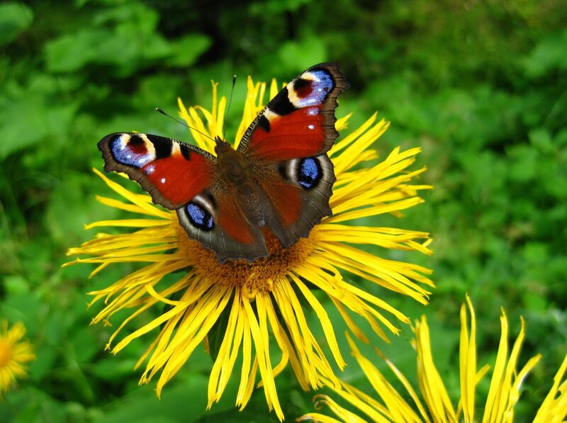 Peacock Butterfly on Flower — Yellow, Natural