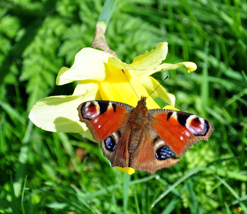 Peacock Butterfly on Flower — Yellow, Serene