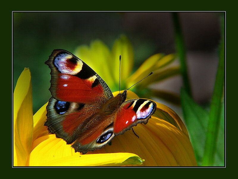 Peacock Butterfly on Flower — Yellow