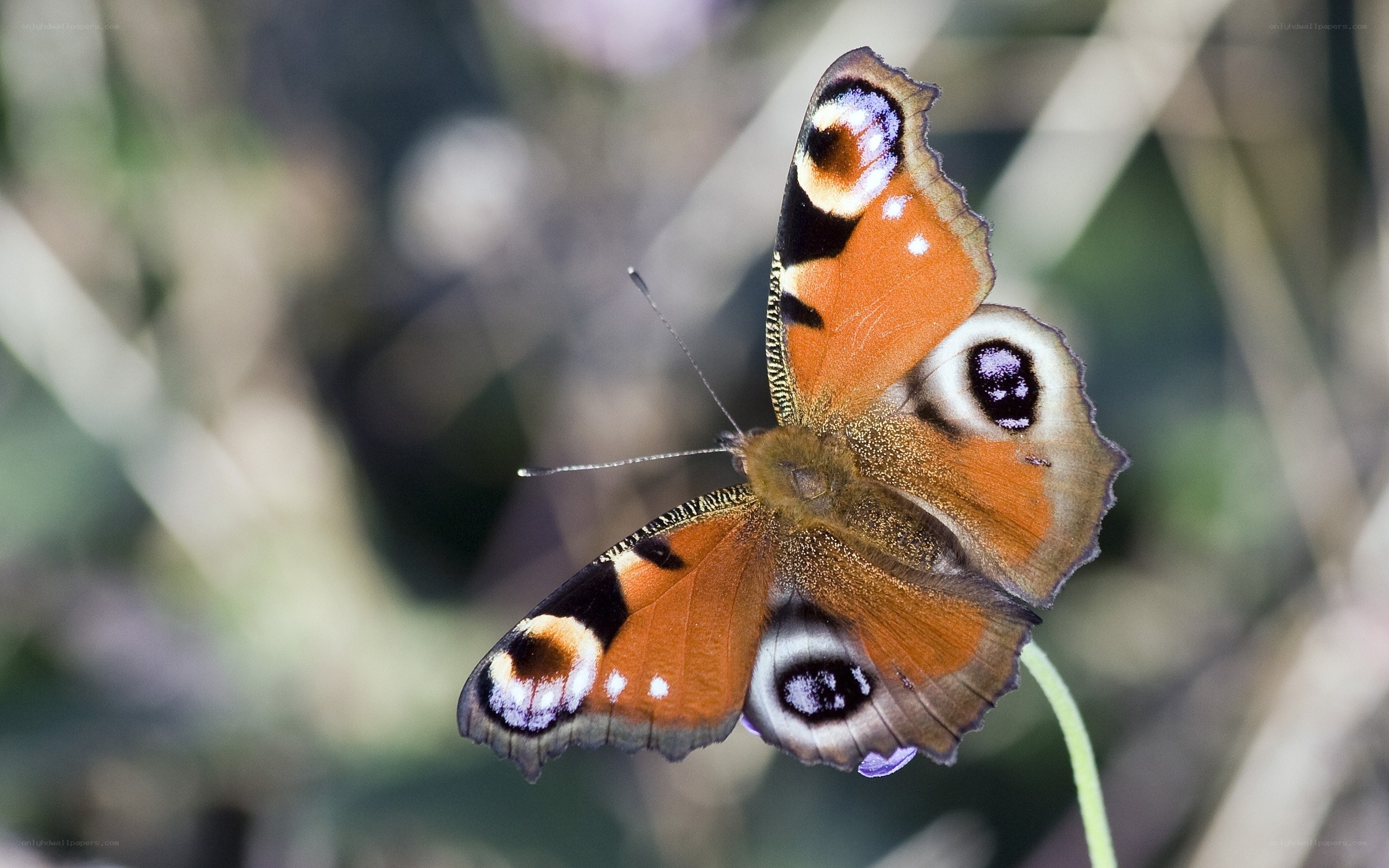 Peacock butterfly on flower