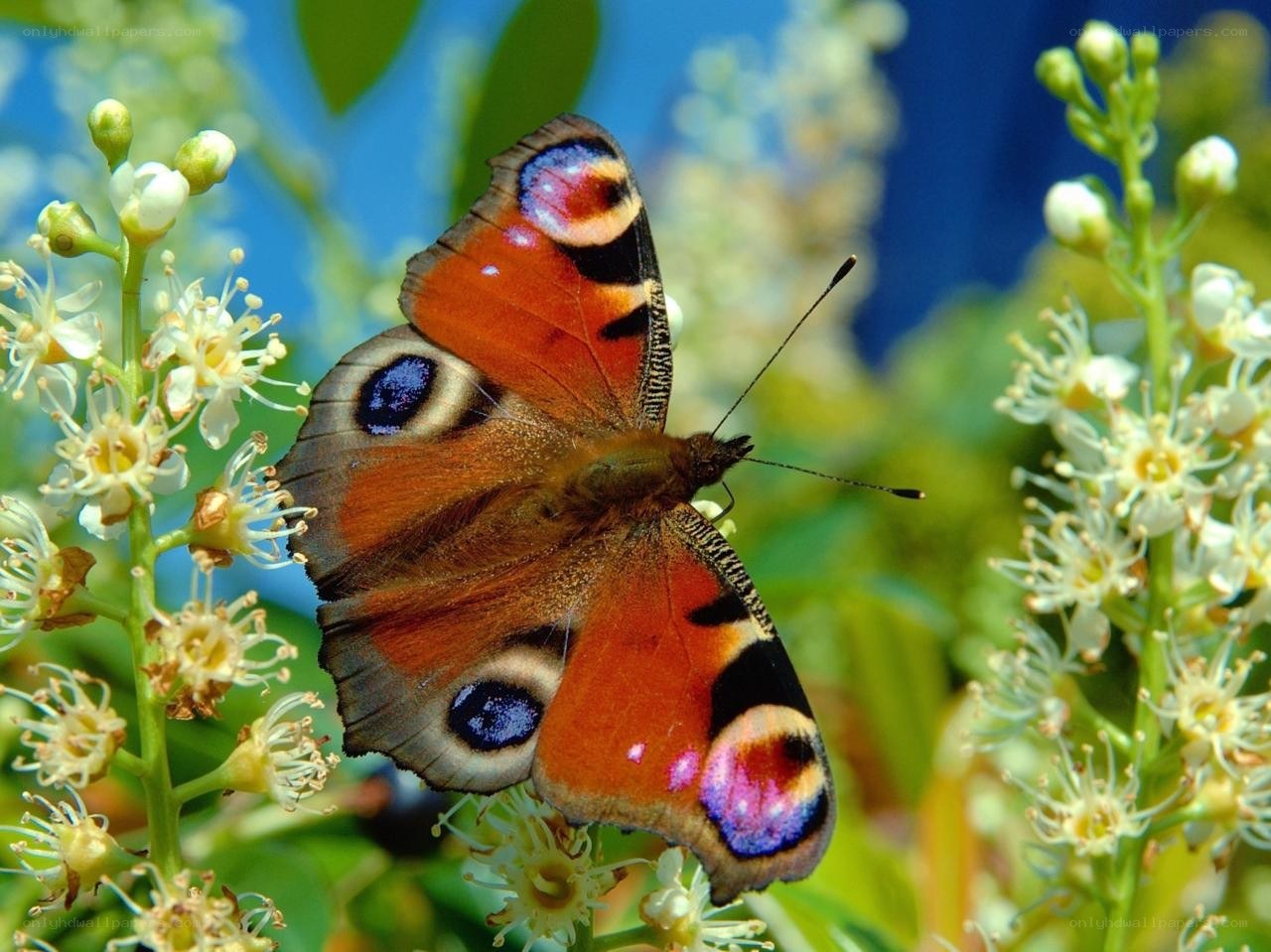 Peacock butterfly on flowers