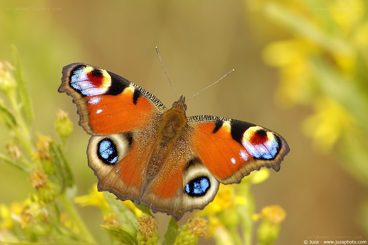 Peacock butterfly on flowers